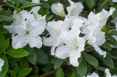 Yeşil yapraklı beyaz açelya çiçekleri