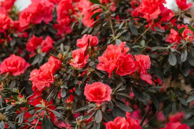 Kapalı tomurcuklu kırmızı açelya çiçekleri.