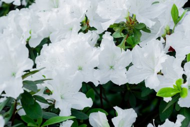 Yeşil yapraklı beyaz açelya çiçekleri