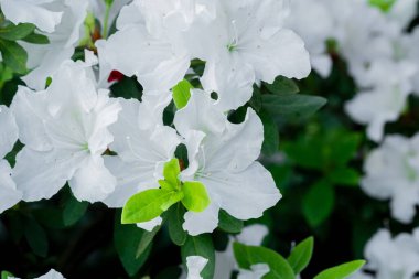 Yeşil yapraklı beyaz açelya çiçekleri