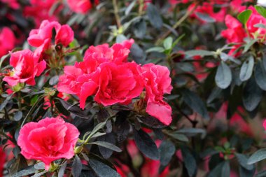 Çiçekler açan pembe azalialar, seradaki azalia çiçekleri.