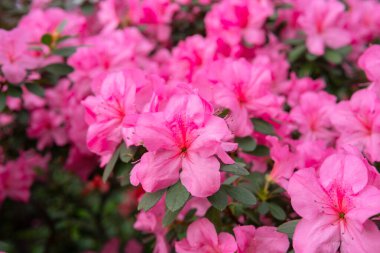 Çiçekler açan pembe azalialar, seradaki azalia çiçekleri.