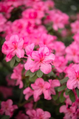 Çiçekler açan pembe azalialar, seradaki azalia çiçekleri.
