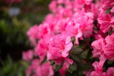 Çiçekler açan pembe azalialar, seradaki azalia çiçekleri.