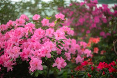 Çiçekler açan pembe azalialar, seradaki azalia çiçekleri.