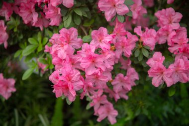 Çiçekler açan pembe azalialar, seradaki azalia çiçekleri.