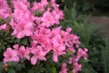 Serada pembe açelyalar.