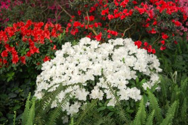 Bahçede kırmızı çiçekli beyaz açelya çalısı