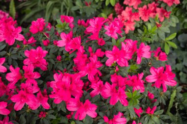 Canlı pembe açelyalar açan çiçekler. 