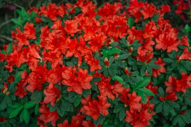 Canlı kırmızı açelyalar çiçek açıyor. 