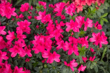 Canlı pembe açelyalar açan çiçekler. 