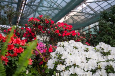 Azalea çiçekleri serada çiçek açıyor. 