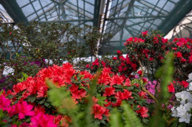 Azalea çiçekleri serada çiçek açıyor. 