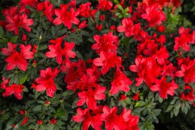 Bir seradaki Azalea Çiçekleri, açelya çiçekleri