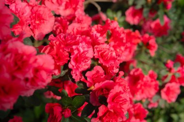 Bir seradaki Azalea Çiçekleri, açelya çiçekleri