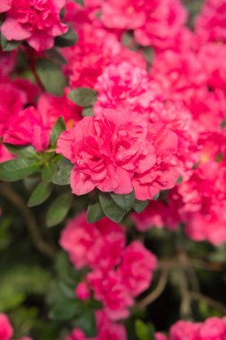 açelya çiçek bir sera içinde