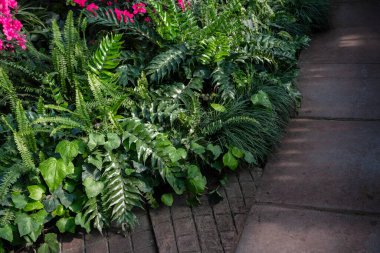 Yeşil Yapraklı Tuğla Yolu