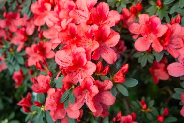Serada canlı açan Azalea Çiçekleri