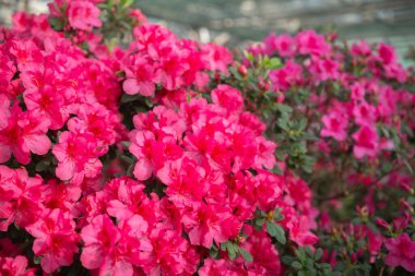 Serada canlı açan Azalea Çiçekleri