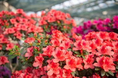 Serada canlı açan Azalea Çiçekleri