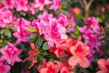 Serada canlı açan Azalea Çiçekleri