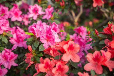 Serada canlı açan Azalea Çiçekleri