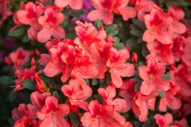 Serada canlı açan Azalea Çiçekleri