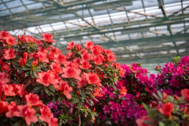 Serada canlı açan Azalea Çiçekleri