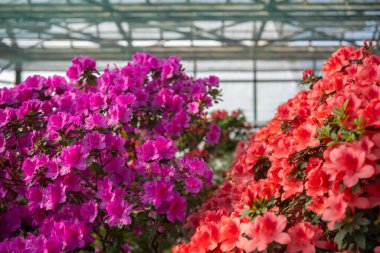 açelya çiçek bir sera içinde