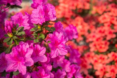 Açelya çiçeklerinin canlı pembe çalıları