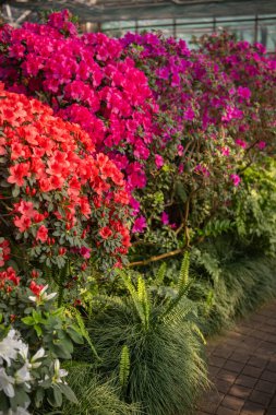 Açelya çiçeklerinin canlı pembe çalıları