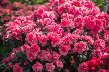  Yeşillikte canlı Azalea Çiçekleri