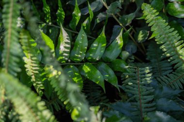  Yakın çekim yeşil eğreltiotu yaprakları