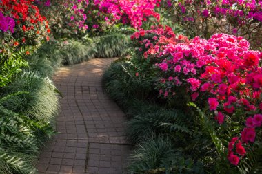  Yeşillikte canlı Azalea Çiçekleri