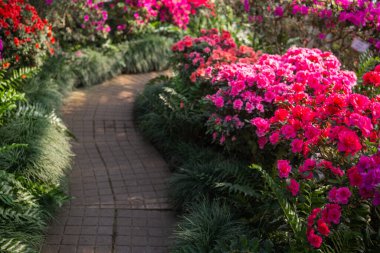  Yeşillikte canlı Azalea Çiçekleri