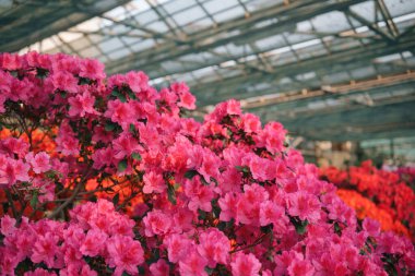  Canlı Azalea Çiçekleri Bir Serada