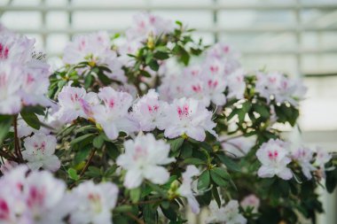  Canlı Azalea Çiçekleri Bir Serada