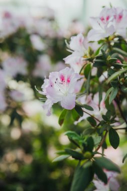  Canlı Azalea Çiçekleri Bir Serada