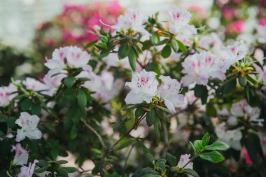  Canlı Azalea Çiçekleri Bir Serada