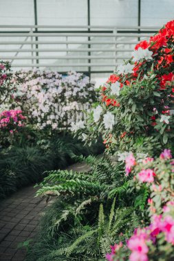  Canlı Azalea Çiçekleri Bir Serada