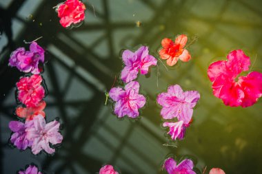 Yüzen Azalea Çiçeklerinin Yakın Çekimi