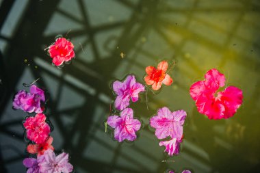 Yüzen Azalea Çiçeklerinin Yakın Çekimi