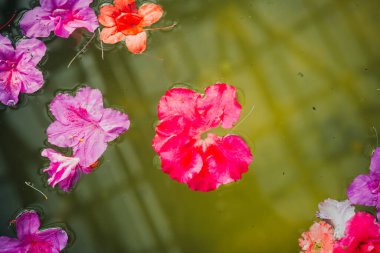 Yüzen Azalea Çiçeklerinin Yakın Çekimi