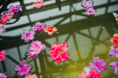 Yüzen Azalea Çiçeklerinin Yakın Çekimi