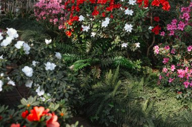 Seradaki canlı Azalea Çiçekleri