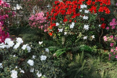 Seradaki canlı Azalea Çiçekleri