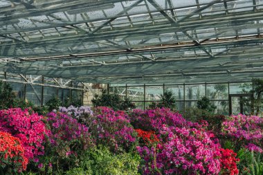 Seradaki canlı Azalea Çiçekleri
