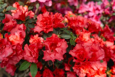 Seradaki canlı Azalea Çiçekleri