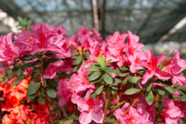 Seradaki canlı Azalea Çiçekleri