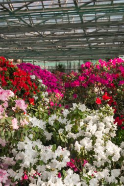 Bir seradaki Azalea Çiçekleri Çalıları